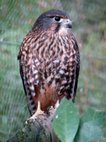 New Zealand Falcon
