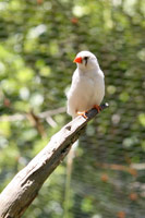 Zebra Finch